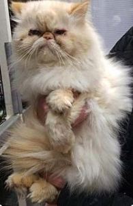 Thor_before adoption