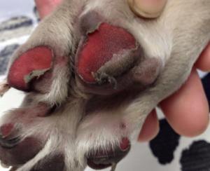 burnt paw