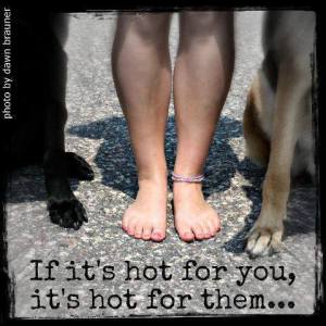 Dog-Walker-Summer-Safety-Hot-Pavement