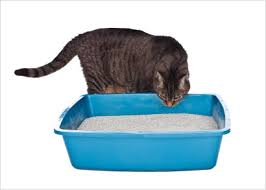 litterbox