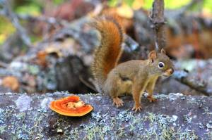 red-squirrel