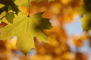 14976849_10157637766270487_5215170468602803889_o