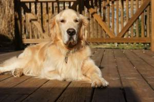 15003438_10154832867227249_1612391692544343600_o