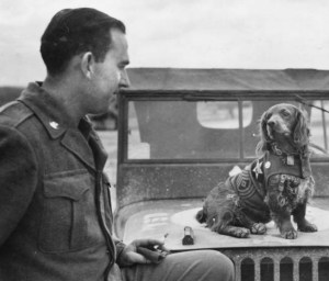 a-hard-mutts-life-military-dogs-in-world-war-ii-2