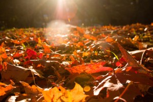 autumn-leaves