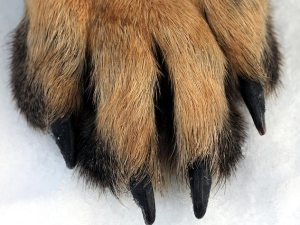 winterpaw