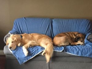 15894571_10157864668375198_8952279208678546427_n