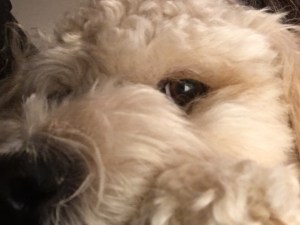 e51b2852-e779-480f-b1d9-c5b6860e7565