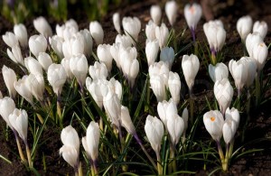 1762320-spring-holiday-white-crocus-flowers
